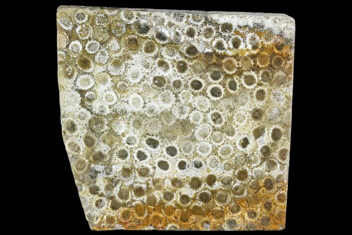 Polished, Fossil Coral Slab - Indonesia #109148